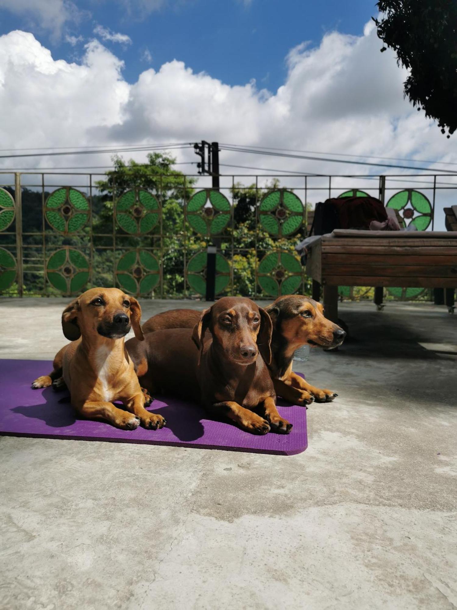 Appartement Soul Rebel Rio - Vegan Retreat Rio de Janeiro